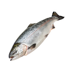 salmon fish isolated PNG or JPEG Background