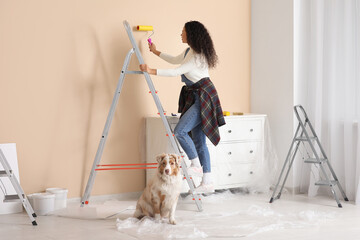 Happy female African-American painter with roller and cute Australian Shepherd dog painting wall...