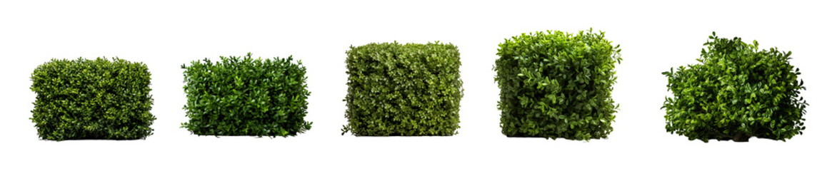 Naklejka premium Set Row of hedges with different shapes and sizes