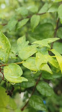 Water droplets on Wrightia religiosa Benth. leaves and Wrightia religiosa Benth. flowers. Morning star.