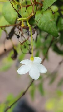 Water droplets on Wrightia religiosa Benth. leaves and Wrightia religiosa Benth. flowers. Morning star.