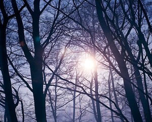 Sun flares through bare branches in quiet woodland
