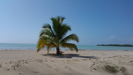 palm tree on the beach
