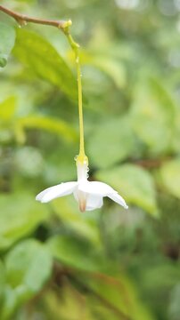 Water droplets on Wrightia religiosa Benth. leaves and Wrightia religiosa Benth. flowers. Morning star.