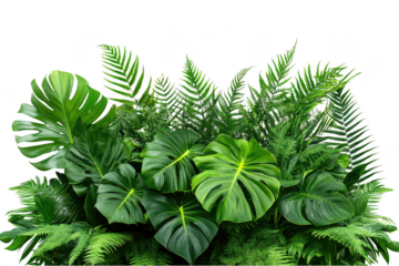 Lush tropical greenery arrangement tropical plants monstera palm isolated on a transparent background