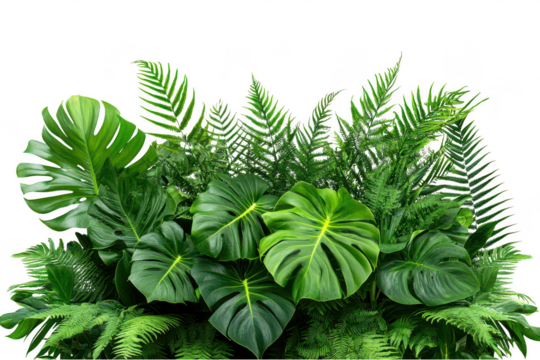 Lush tropical greenery arrangement tropical plants monstera palm isolated on a transparent background
