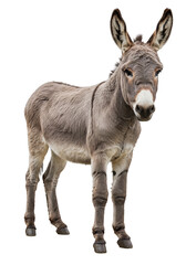 Isolated Gray Donkey Portrait Standing Animal with Transparent Background