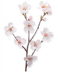 Delicate cherry blossom branch with pink petals on a white background, perfect for floral designs, botanical prints, nature themes, springtime concepts, and minimalist stock images.