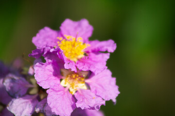 Obraz premium Inflorescences are borne at the end of branches, 40 cm long, with many flowers. The outside of the sepals is covered with blue hairs. The petals are purple and fall off easily. The flowers are 5-7.5 c