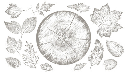 Trendy floral branch tree rings and grass for logo or decorations. Hand drawn line elegant leaves for invitation card. Botanical rustic trendy vector art.