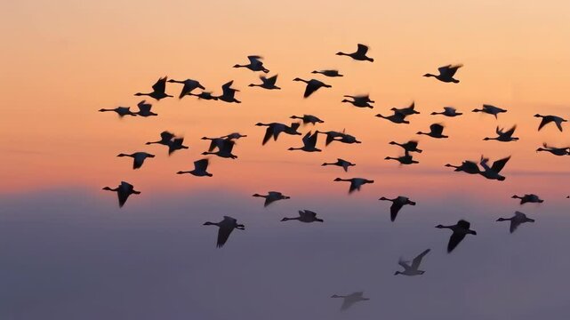Slow motion  flock of geese flying in a colorful foggy sunrise