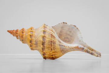 Giant Whelk (Penion maximus), Narooma, NSW, January 2023