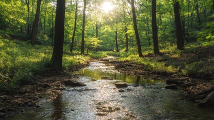 Obraz premium Sunlit Stream in a Lush Forest: A Serene Nature Escape