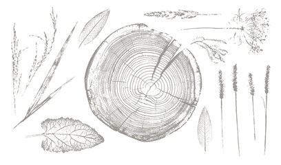 Trendy floral branch tree rings and grass for logo or decorations. Hand drawn line elegant leaves for invitation card. Botanical rustic trendy vector art. © CaptureAndCompose