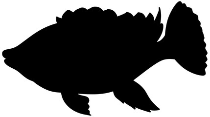 Blue Tilapia Fish Silhouette Shadow Vector