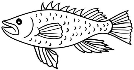 Black Sea Bass Vector Outline Line Art Fish Illustration