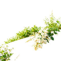natural flower border png