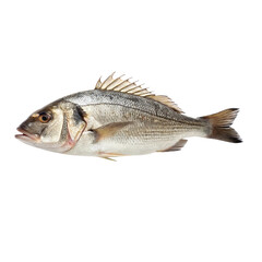 fish isolated PNG or Transparency Background