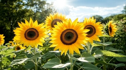 Fototapeta premium Sunflowers in Sunlight