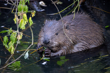 Beaver chewing on a branch in a pond.