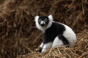 Naklejka premium a black and white lemur sitting on a pile of hay