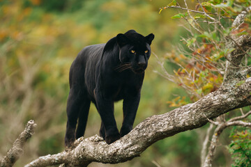 Obraz premium a black leopard walking on a tree branch