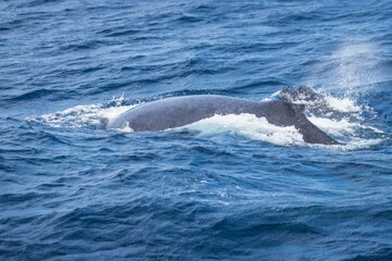Humpback Whale Surfacing Gracefully in the Deep Blue Ocean Waters, Okinawa, Japan