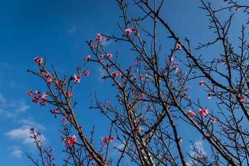 Early Blooming Sakura Under a Clear Winter Sky, Naha, Okinawa, Japan