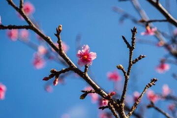 Early Blooming Sakura Under a Clear Winter Sky, Naha, Okinawa, Japan