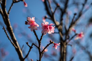 Early Blooming Sakura Under a Clear Winter Sky, Naha, Okinawa, Japan