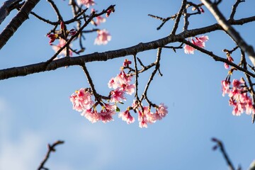 Early Blooming Sakura Under a Clear Winter Sky, Naha, Okinawa, Japan