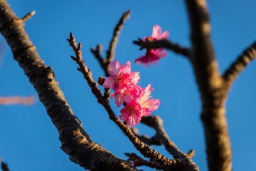 Early Blooming Sakura Under a Clear Winter Sky, Naha, Okinawa, Japan