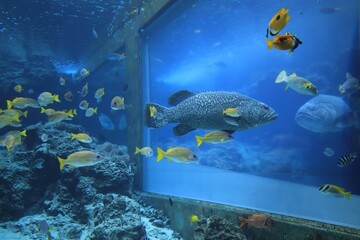 Obraz premium Marine Life Showcase: A Window into the Underwater World