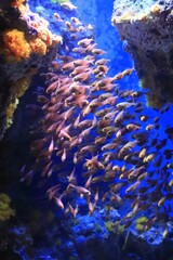 Underwater Harmony: Tropical Fish in Motion