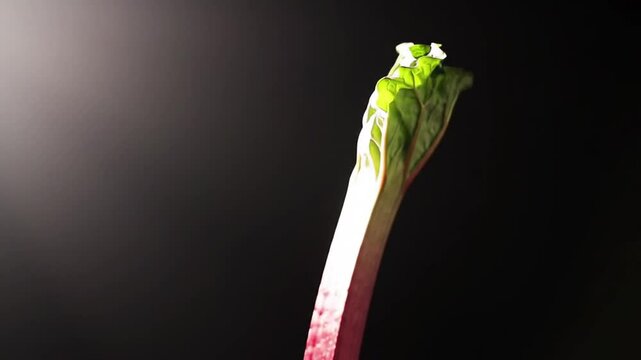 Studio Shot Of Fresh Rhubarb Against A Dark Background