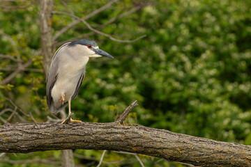 Black-crowned Nigh Heron Perching