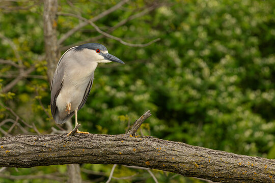 Black-crowned Nigh Heron Perching
