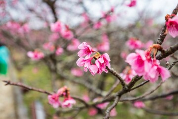 Vibrant Pink Blossoms in Spring, Okinawa, Japan
