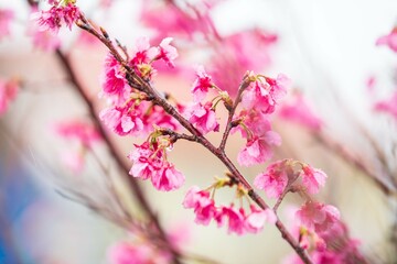 Delicate Pink Cherry Blossoms on a Branch