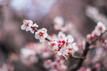 Vibrant White Plum Blossoms on a Branch

