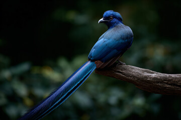 Obraz premium a blue bird sitting on a branch in the dark