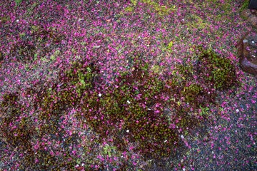 Pink Petals Scattered on Green Mossy Ground

