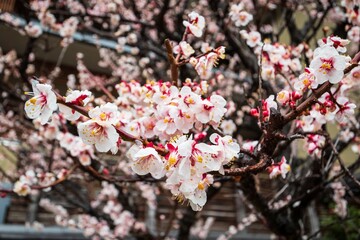 Vibrant White Plum Blossoms on a Branch

