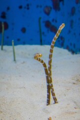 Spotted Garden Eels in Sand