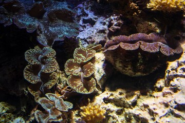 Giant Clam Sanctuary: Coral Reef Biodiversity in Bloom