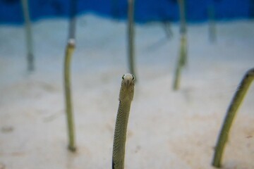 Spotted Garden Eels in Sand