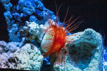 Electric Flame Scallop with Tentacles

