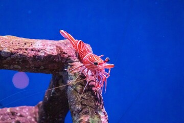 Vivid Striped Shrimp in Aquarium