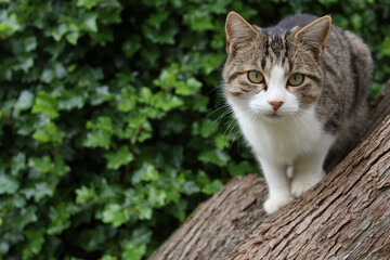 Obraz premium a cat standing on a tree trunk looking at the camera