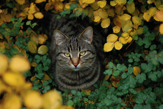 a cat sitting in a bush of yellow leaves